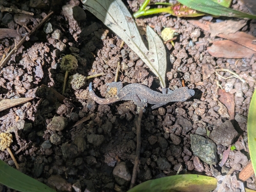 Hemiphyllodactylus typus observed 2026-02-03