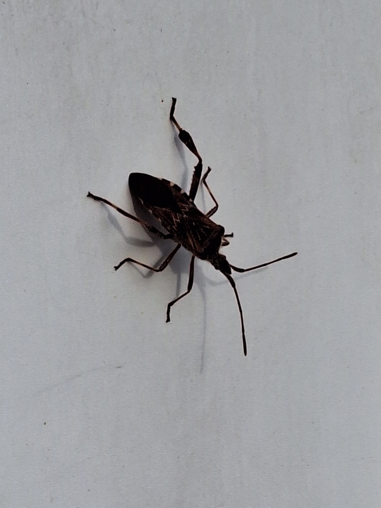 Western Conifer Seed Bug in February 2026 by godzilla_fan_13 · iNaturalist