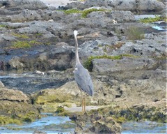 Ardea herodias occidentalis × wardi