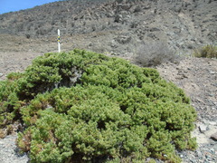 Nolana ramosissima