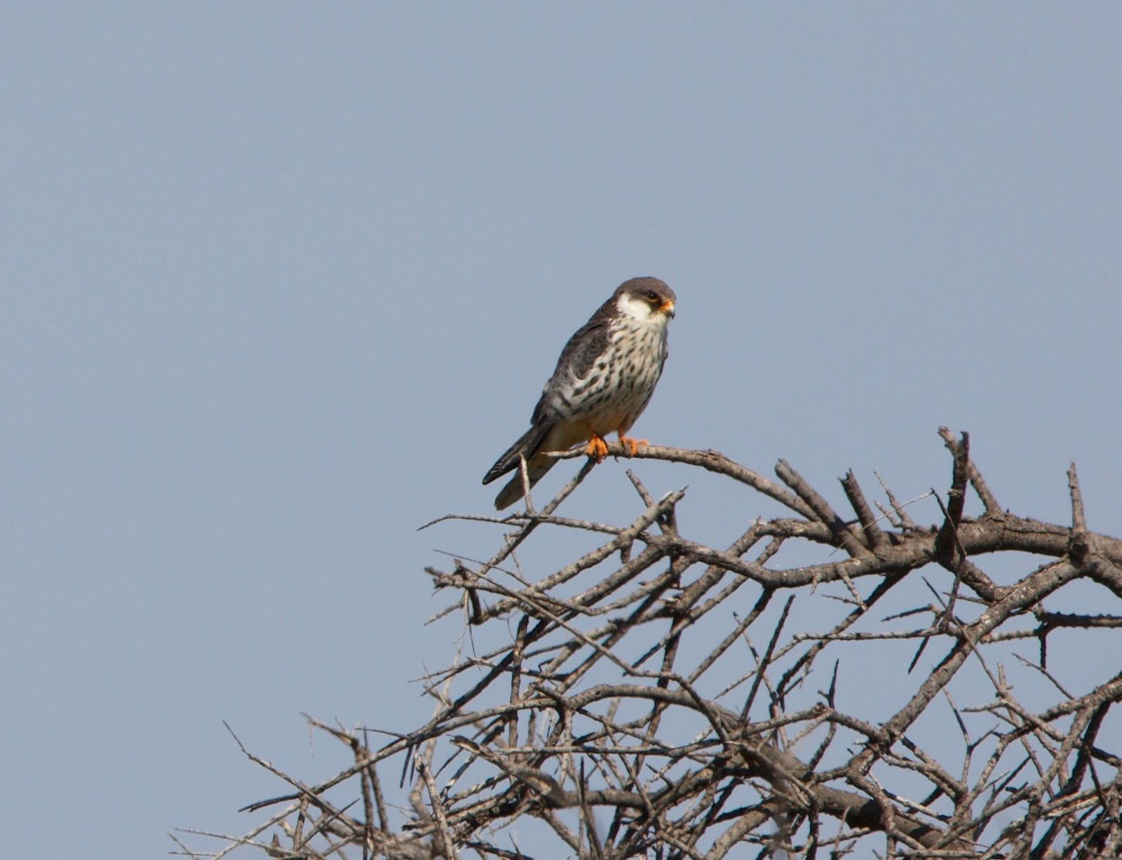 Amur Falcon (Falco amurensis), photo 3