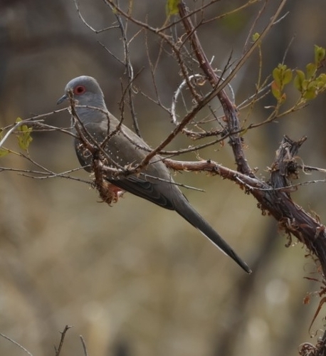 Diamond Dove