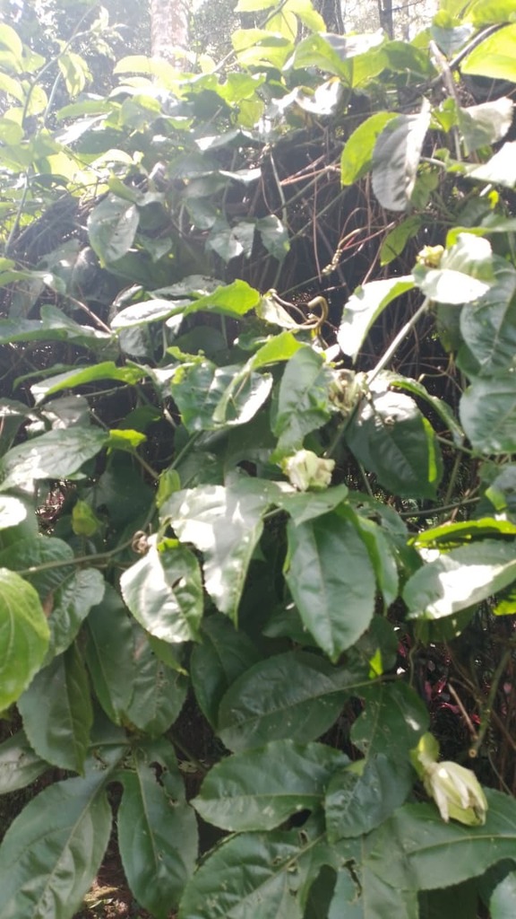 markisa (Passiflora edulis)