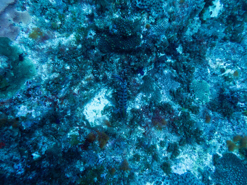 Genicanthus semicinctus observed 2026-02-05