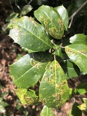 Phytomyza ilicis group