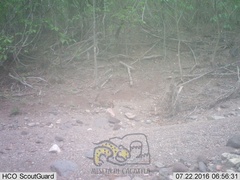 Sylvilagus cunicularius insolitus