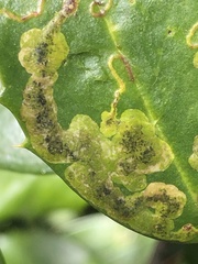 Phytomyza ilicis group