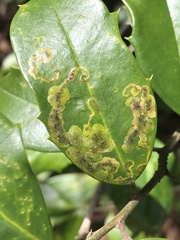 Phytomyza ilicis group