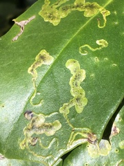 Phytomyza ilicis group