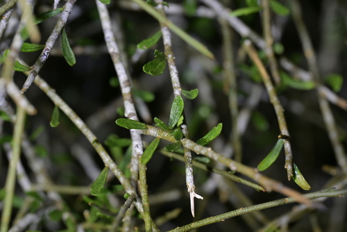 Melicytus flexuosus, photograph 6