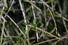 Melicytus flexuosus, photograph (c) Christopher Stephens, some rights reserved (CC BY-SA)