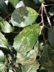 Phytomyza ilicis group