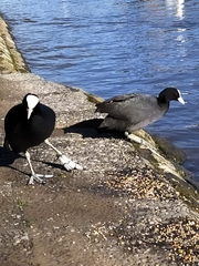 Fulica atra
