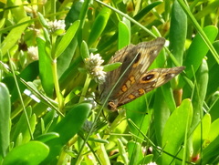 Junonia neildi varia