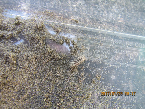 Tylos neozelanicus
