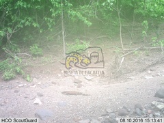Heloderma horridum