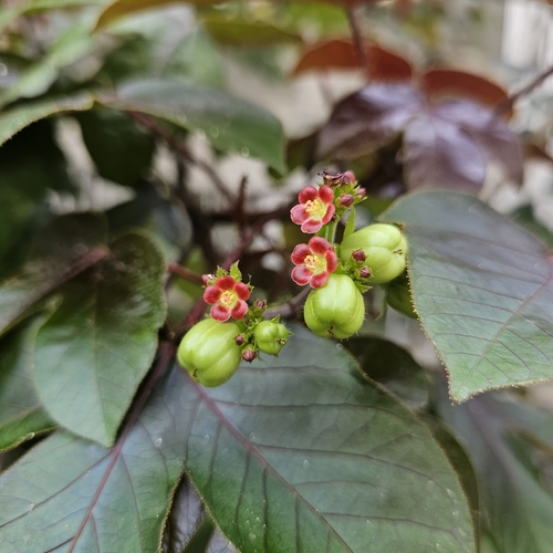 Bellyache Bush
