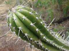 Cereeae