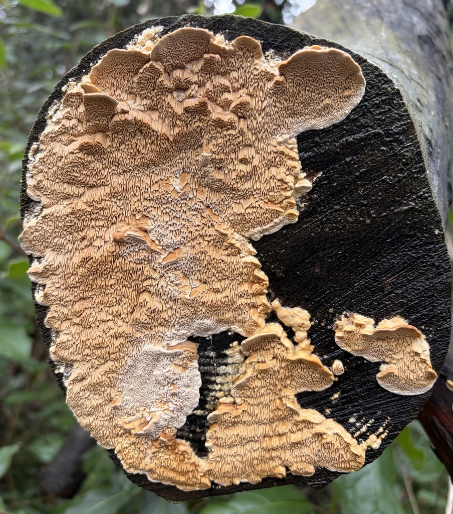 Fomitopsis ramentacea