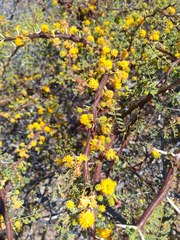 Vachellia pacensis