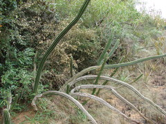Cereeae