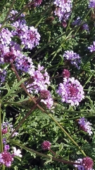 Glandularia lilacina