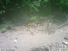 Sylvilagus cunicularius insolitus