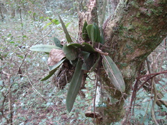 Trichocentrum pumilum