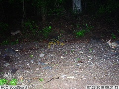 Sylvilagus cunicularius insolitus