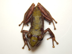Pristimantis erythropleura