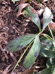 Microsphaeropsis hellebori