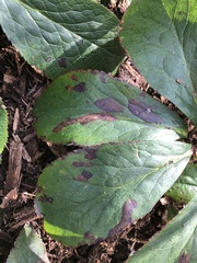 Microsphaeropsis hellebori