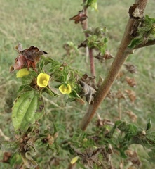 Malachra alceifolia