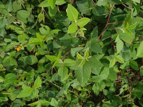 Greenleaf Ticktrefoil
