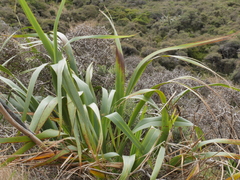 Phormium cookianum hookeri