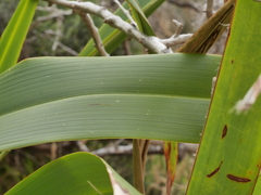 Phormium cookianum hookeri