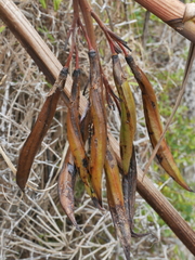 Phormium cookianum hookeri