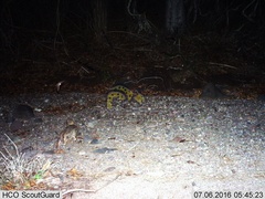 Sylvilagus cunicularius insolitus