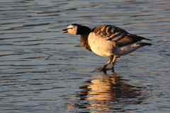 Branta leucopsis