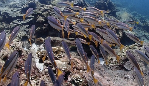Lutjanus biguttatus