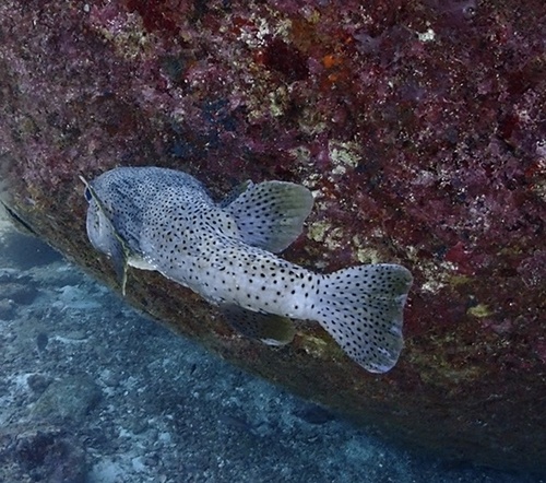 Diodon hystrix