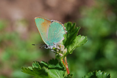 Callophrys affinis