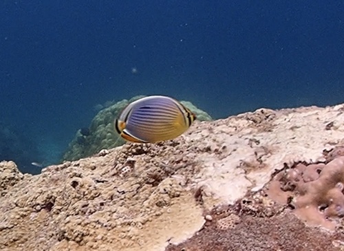 Chaetodon trifasciatus