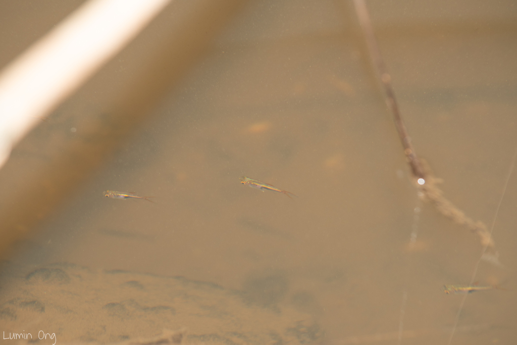 Harlequin (Trigonostigma heteromorpha) — Cyprinidae
