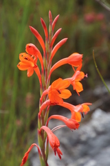 Watsonia schlechteri