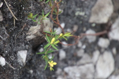 Gnidia juniperifolia
