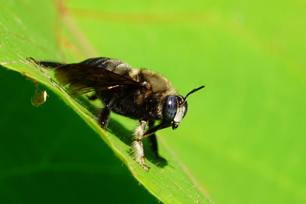 Collared Carpenter Bee (Xylocopa dejeanii)