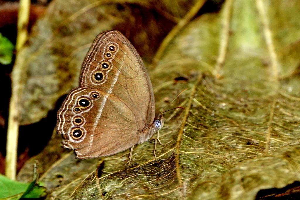 Orsotriaena jopas (Orsotriaena jopas)
