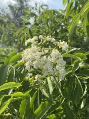 Sambucus canadensis image