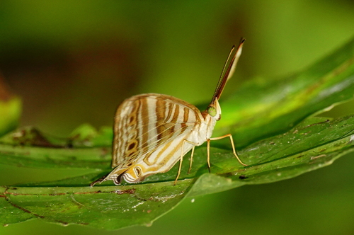 Cyrestis strigata